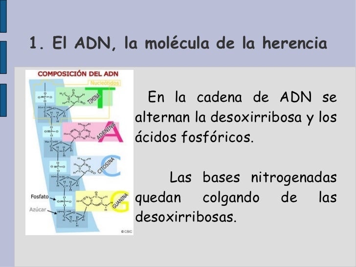 El ADN, la molécula de la herencia