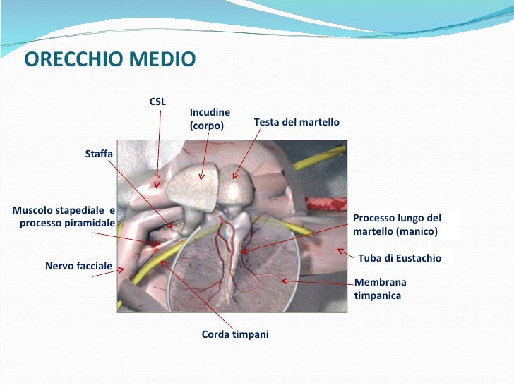 Orecchio anatomia e fisiologia