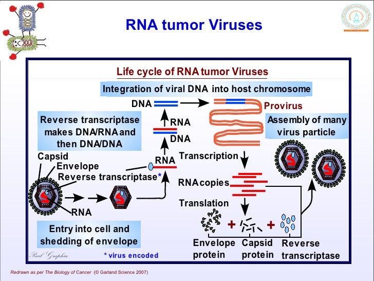 reverse transcriptase
