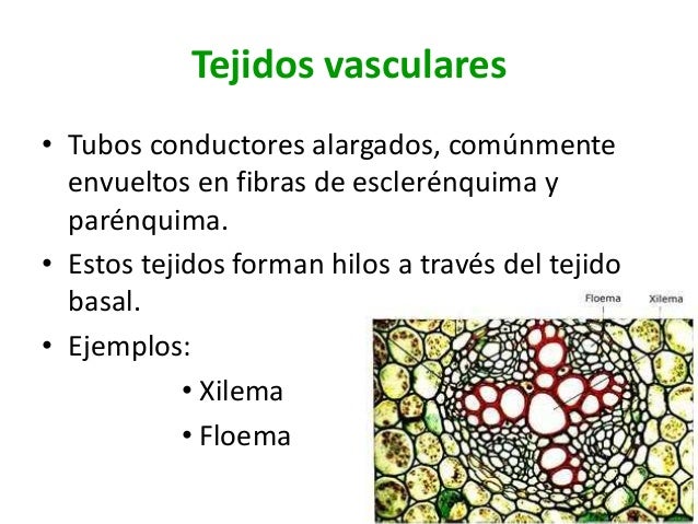 Cv 8 tejidos vegetales2015 Cv 8 tejidos vegetales2015