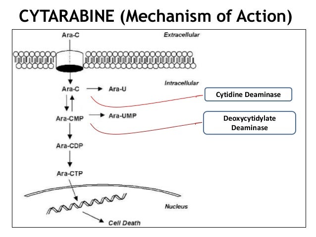 advances in nutritional