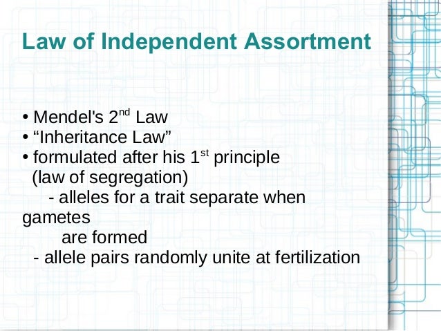 principle of independent assortment