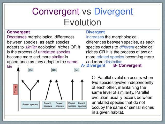 Divergent and Convergent Evolution