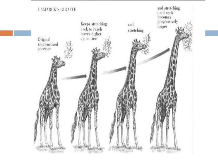 Natural selection essay