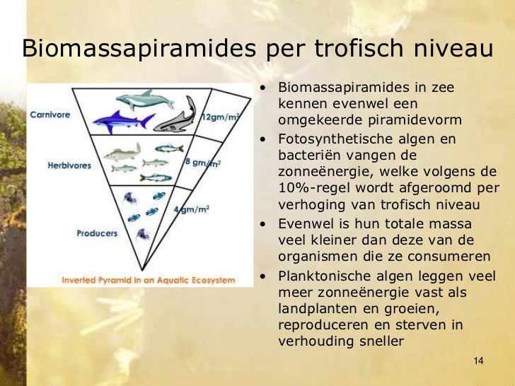Deel 3 Energie-uitwisselingen in een ecosysteem