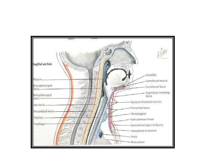 thyroid slide