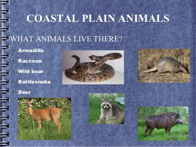 Georgia Coastal Plains- Deeya Mepani