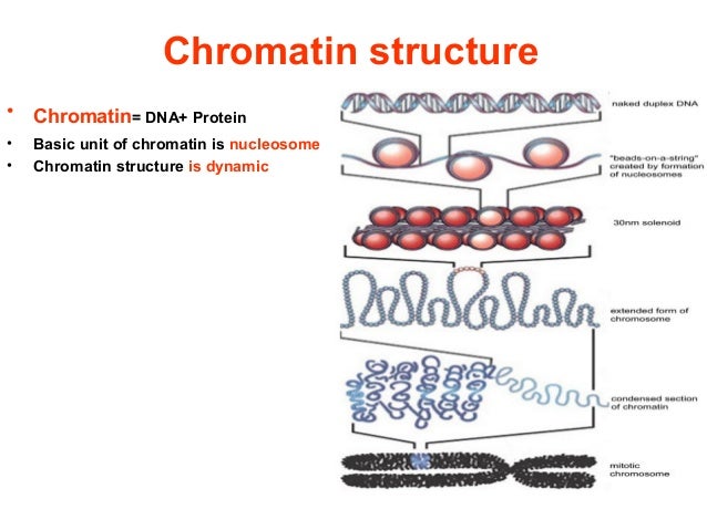 histone modification