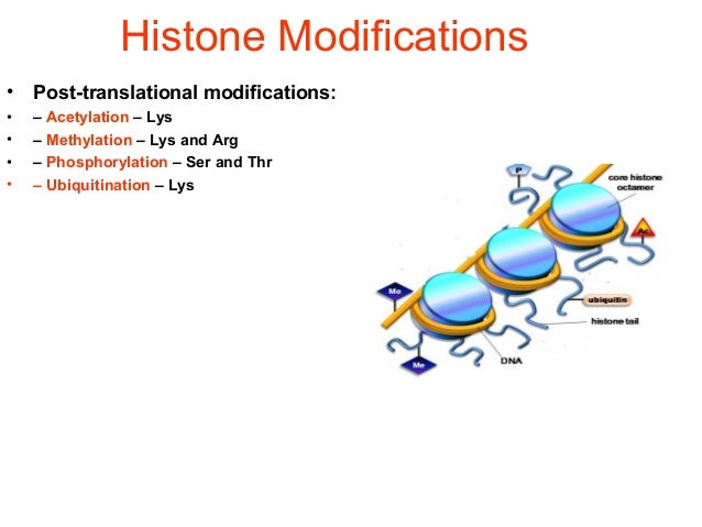 histone modification
