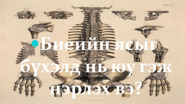 Биеийн тулгуур эрхтэн