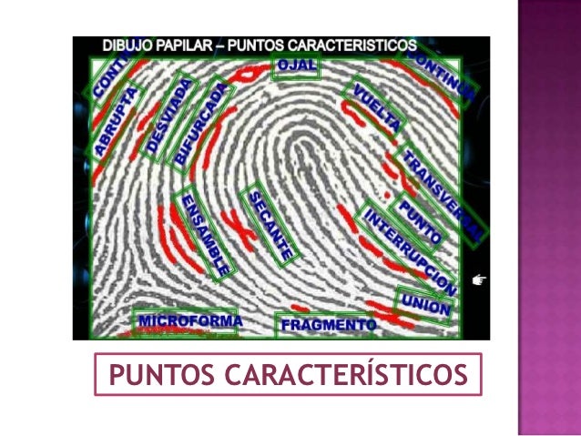 DELTA DACTILOSCÓPICO