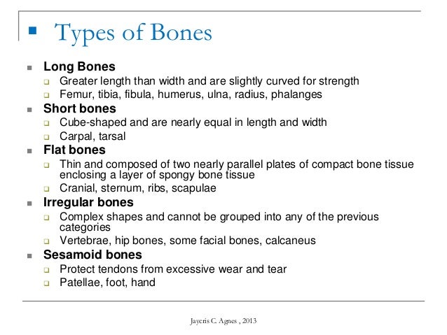 Skeletal System