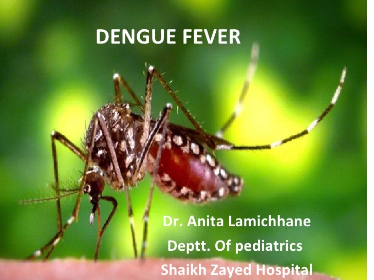 Dengue Fever Dengue Fever