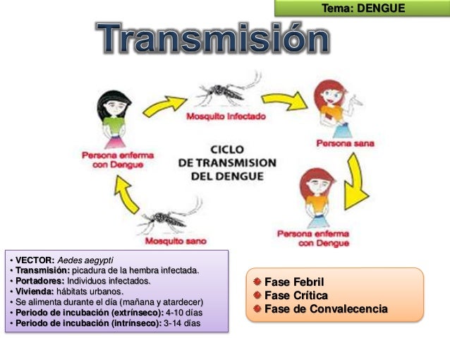 cadena epidemiologica heterologa dengue en adultos y en ni 241 os cadena epidemiologica heterologa dengue en adultos y en ni 241 os