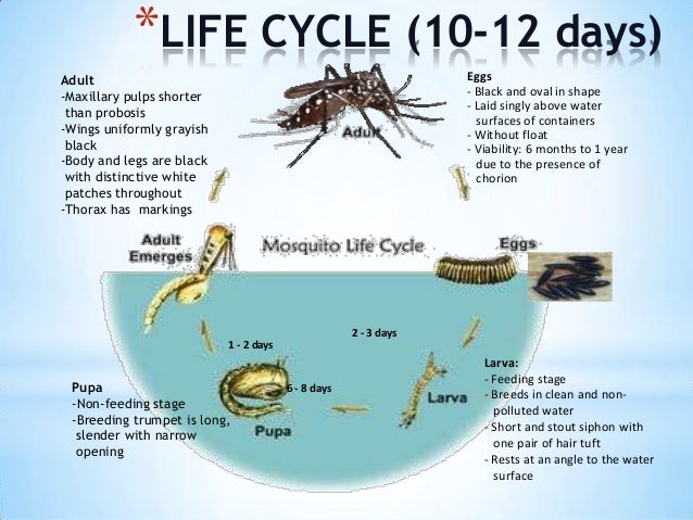 Image result for aedes mosquito breeding