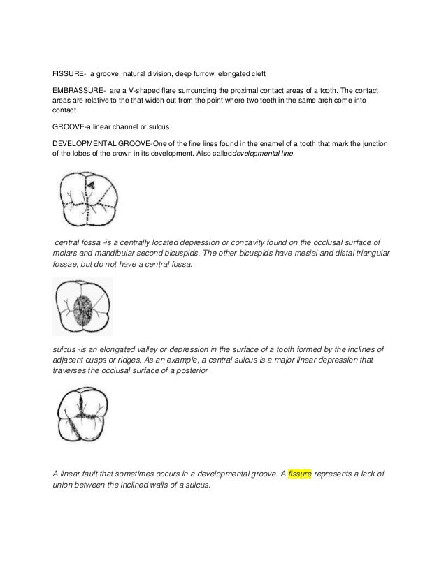 Dental anatomy terms