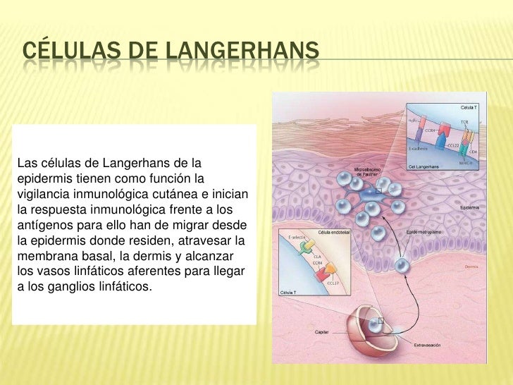 Dermatologia