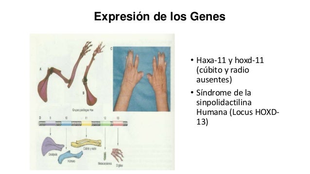 Resultado de imagen para genes hox
