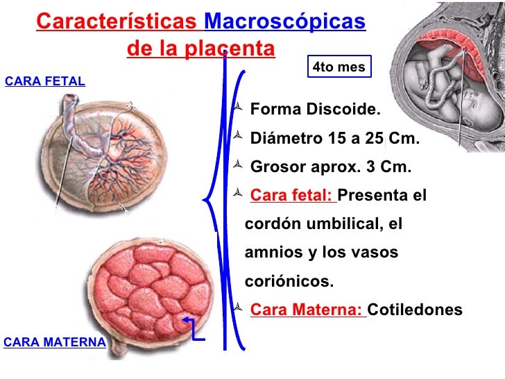 Cara Materna Y Cara Fetal De La Placenta