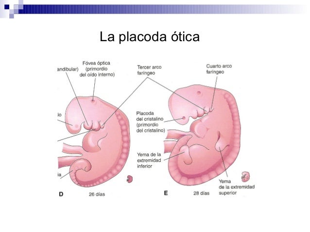 Resultado de imagen para placoda otica