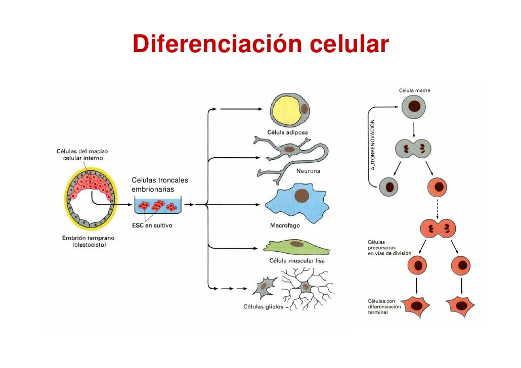 Desarrollo embrionario