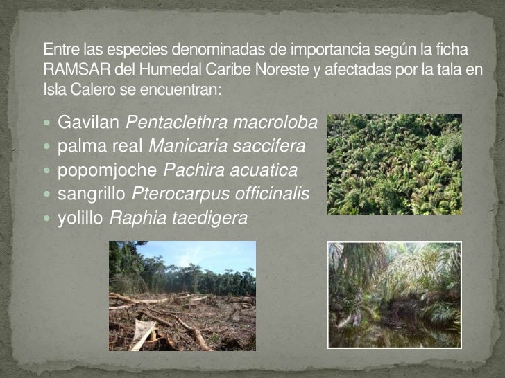 Descripcion ecologica del humedal caribe noreste de costa rica, dic 2…