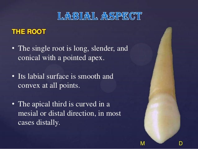 Descriptive anatomy of max and man canine