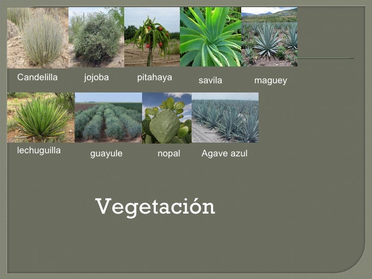 Desierto chihuahuense