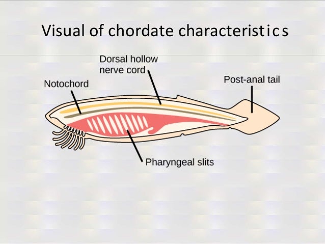 Tunicate characteristics of an entrepreneur
