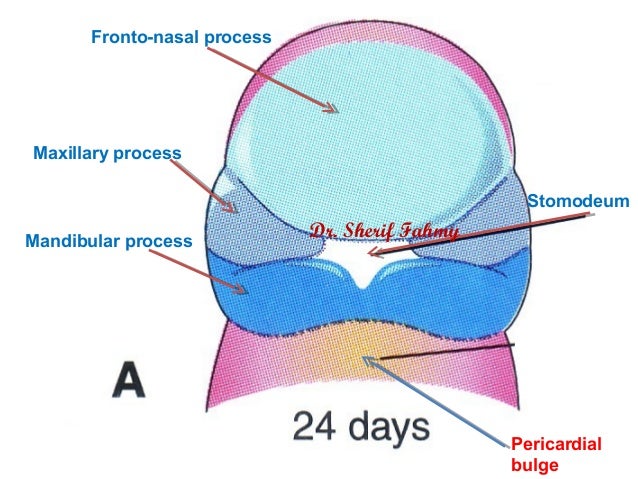 embryology of maxilla and mandible pdf