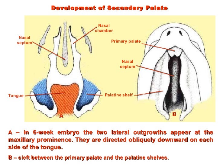 Development of head and neck final