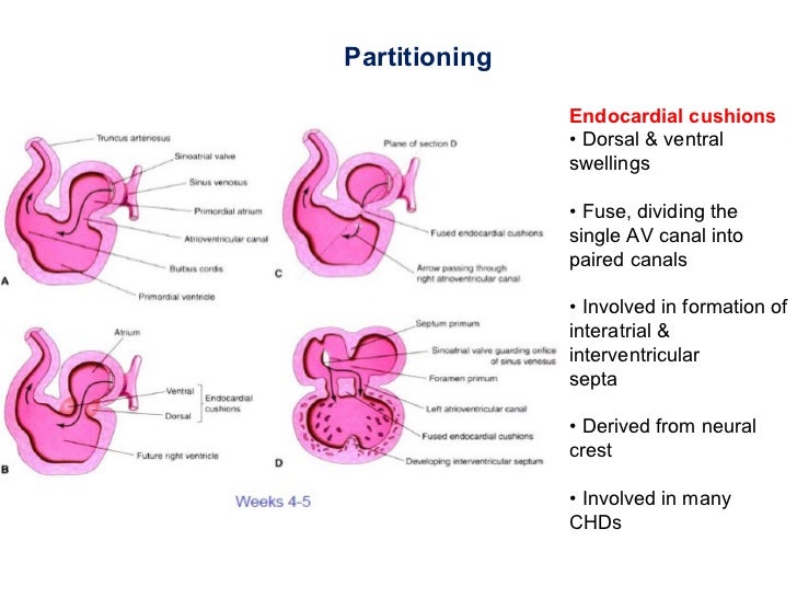Development of heart