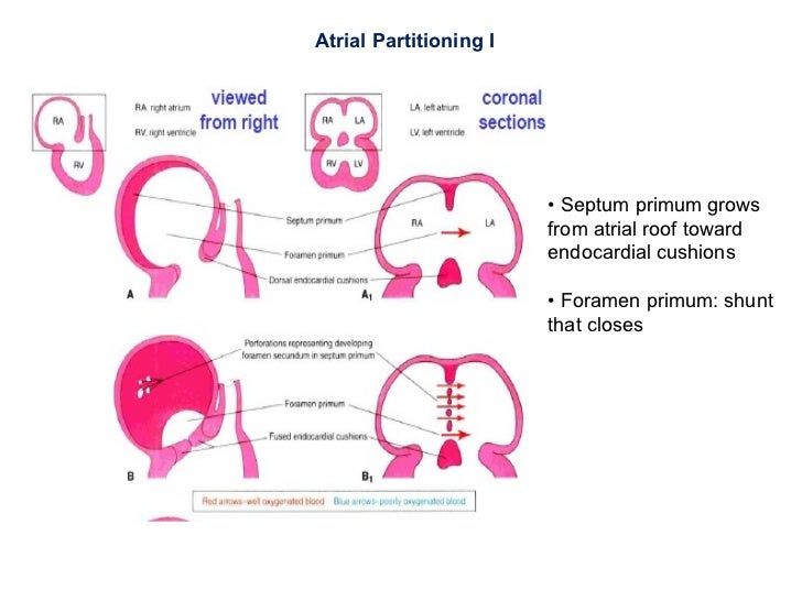 Development of heart