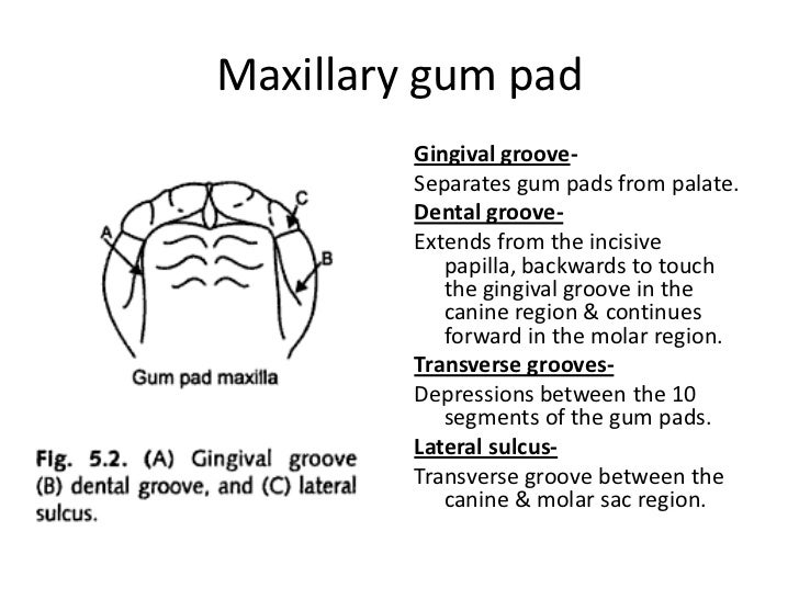 Development of occlusion_kritika