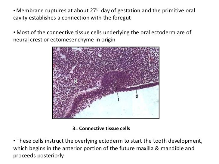 Development of tooth
