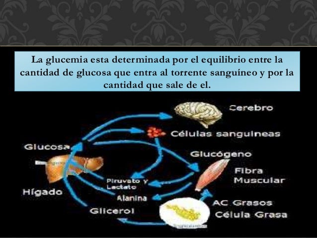 Fisiopatologia Diabetes mellitus Fisiopatologia Diabetes mellitus