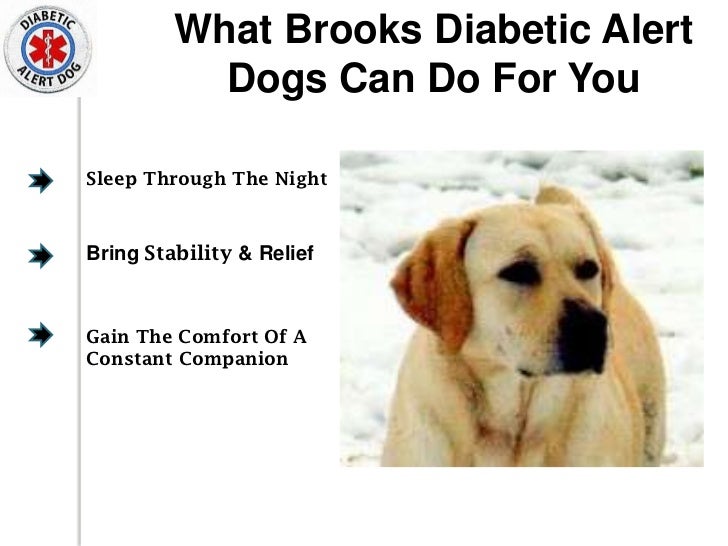 diabetic alert dogs diabetic alert diabetic alert dogs diabetic alert