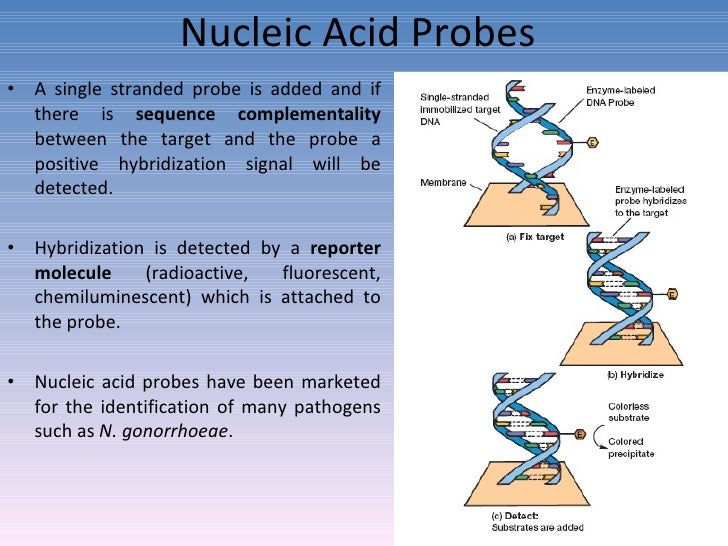 Diagnostic microbiology Traditional and Modern Approach