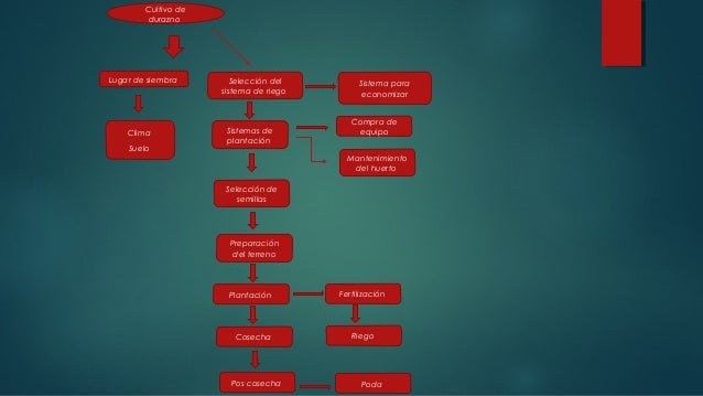 Diagrama de flujo de cultivo de durazno