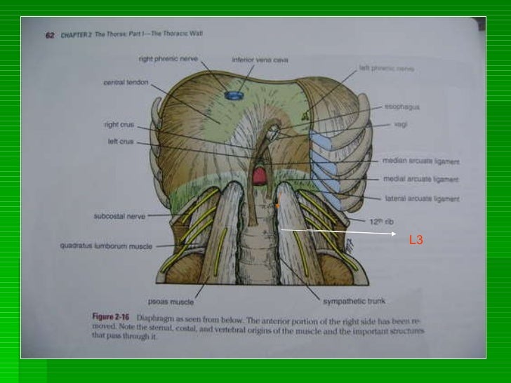 Diaphragm