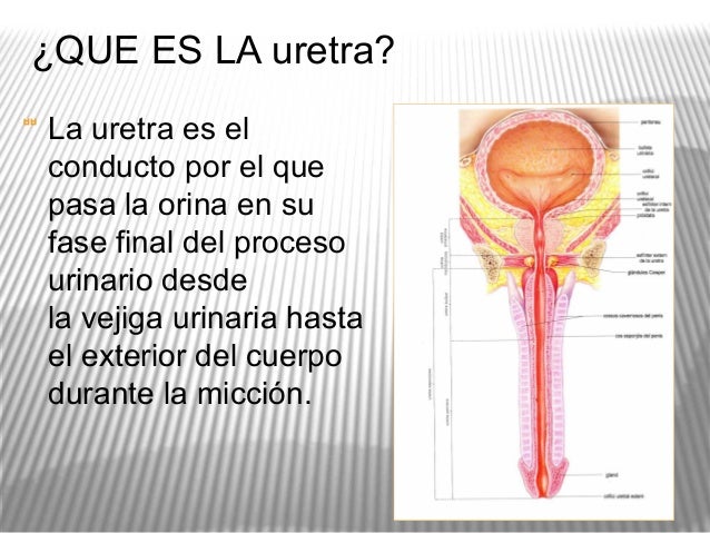 Diapositivas de anatomia