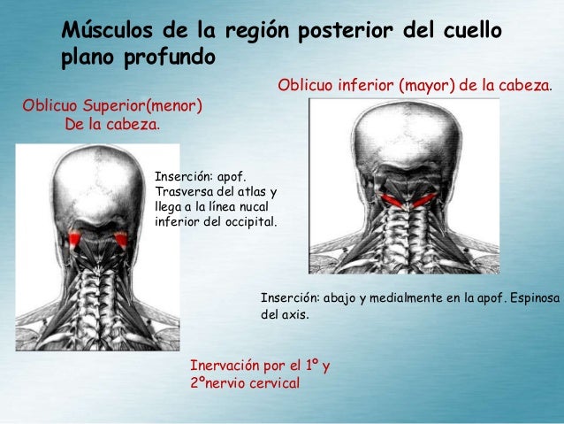 anatomia del cuello