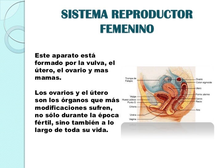 Las gasolinas de la estampa