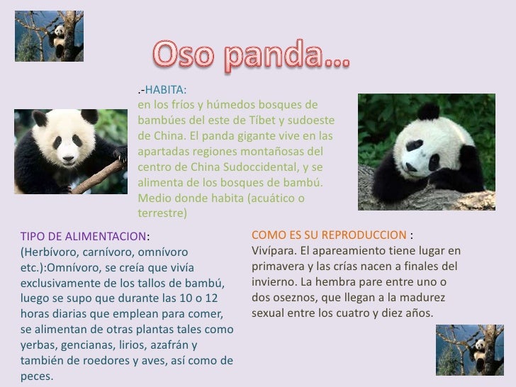 Oso Panda Es Carnivoro Herbivoro O Omnivoro