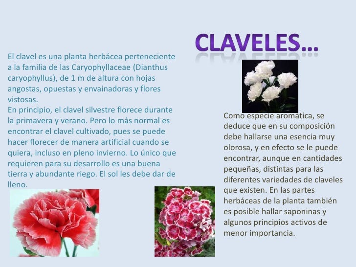Clavel con sus partes Imagui