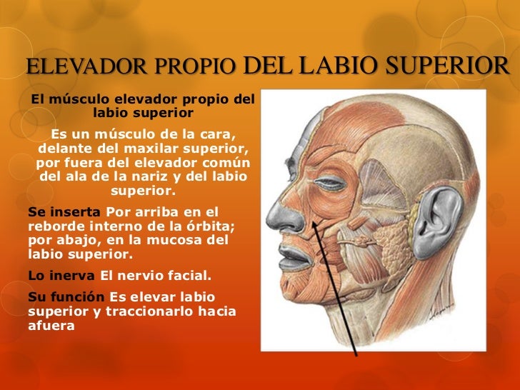 Músculos de la Cara