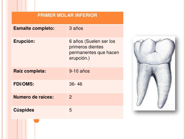 Dientes posteriores