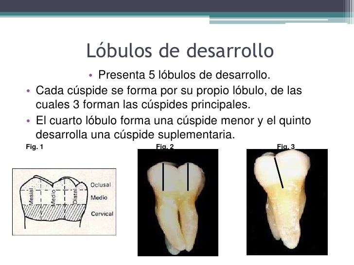 Lobulos De Desarrollo De Los Dientes