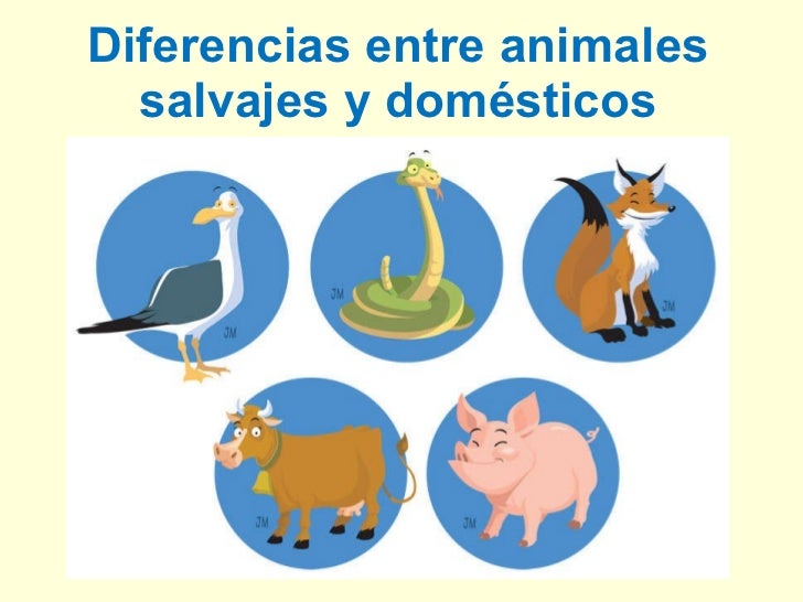 diferencia entre animales domesticos y salvajes