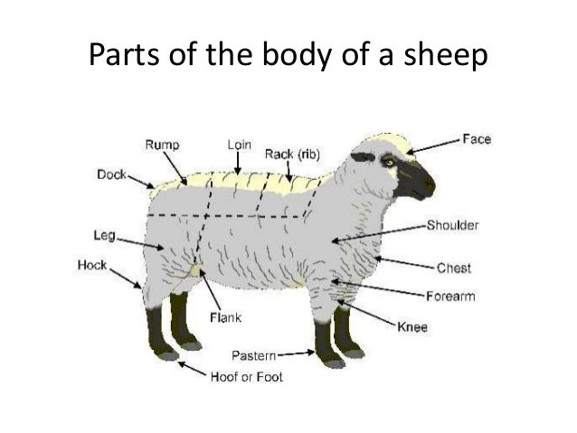 different breeds and their personalities different breeds of sheep and their characteristics different breeds and their personalities different breeds of sheep and their characteristics